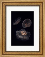Framed Three Moon Jellyfish In Aquarium