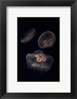 Framed Three Moon Jellyfish In Aquarium