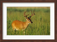 Framed White-Tailed Deer, Tennessee