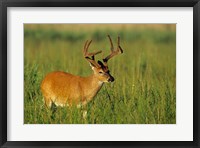 Framed White-Tailed Deer, Tennessee