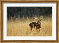 Framed White-Tailed Deer A In Field Of Tennessee