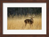 Framed White-Tailed Deer A In Field Of Tennessee