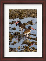 Framed American Oystercatcher Pair On An Oyster Reef