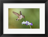 Framed Black-Chinned Hummingbird Feeding
