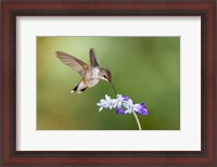 Framed Black-Chinned Hummingbird Feeding