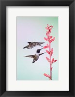 Framed Two Black-Chinned Hummingbirds Feeding