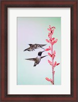 Framed Two Black-Chinned Hummingbirds Feeding