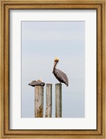 Framed Brown Pelicans Resting On Piling