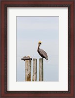 Framed Brown Pelicans Resting On Piling