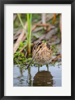 Framed Common Snipe Adult Feeding In Marsh