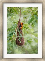 Framed Altamira Oriole At Its Nest