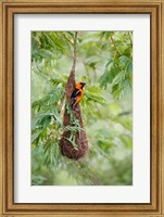 Framed Altamira Oriole At Its Nest