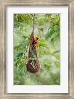 Framed Altamira Oriole At Its Nest