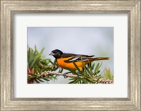 Framed Baltimore Oriole Perched