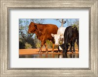 Framed Cattle Drinking