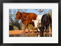 Framed Cattle Drinking