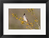 Framed Black-Crested Titmouse Perched In A Huisache Tree