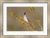Framed Black-Crested Titmouse Perched In A Huisache Tree