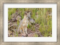 Framed Gray Fox On A Hillside