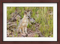 Framed Gray Fox On A Hillside