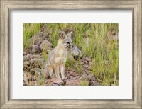 Framed Gray Fox On A Hillside