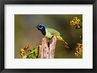 Framed Green Jay Perched
