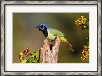 Framed Green Jay Perched