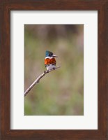 Framed Green Kingfisher On A Hunting Perch