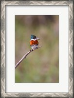 Framed Green Kingfisher On A Hunting Perch