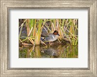 Framed Green-Winged Teal Resting In Cattails