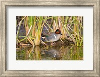 Framed Green-Winged Teal Resting In Cattails