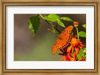 Framed Gulf Fritillary Butterfly On Flowers