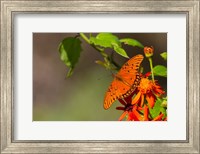 Framed Gulf Fritillary Butterfly On Flowers