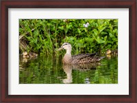 Framed Mottled Duck Hen And Young Feeding