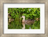 Framed Mottled Duck Hen And Young Feeding