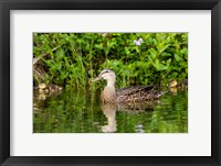 Framed Mottled Duck Hen And Young Feeding