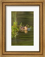 Framed Mottled Duckling In A Pond