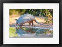 Framed Nine-Banded Armadillo Drinking