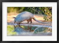 Framed Nine-Banded Armadillo Drinking