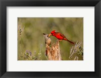 Framed Northern Cardinal Challenging A Pyrrhuloxia