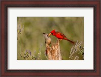 Framed Northern Cardinal Challenging A Pyrrhuloxia