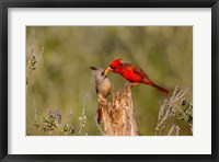 Framed Northern Cardinal Challenging A Pyrrhuloxia