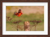 Framed Northern Cardinal Landing On A Perch