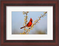 Framed Northern Cardinal Perched In A Blooming Huisache Tree