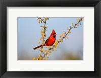 Framed Northern Cardinal Perched In A Blooming Huisache Tree