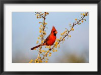 Framed Northern Cardinal Perched In A Blooming Huisache Tree