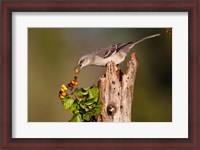 Framed Northern Mockingbird Feeding On Anaqua Berries