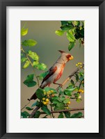 Framed Pyrrhuloxia In An Anacua Tree