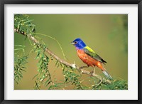 Framed Painted Bunting Perched