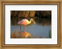 Framed Roseate Spoonbill, South Padre Island, Texas